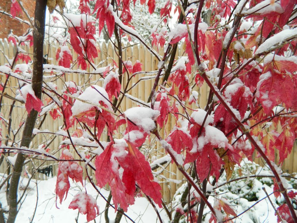 Tree Applications Availability Belcaro Park HOA