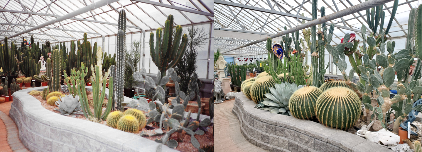 Belgian's Cactus Gardens Belgian Nursery