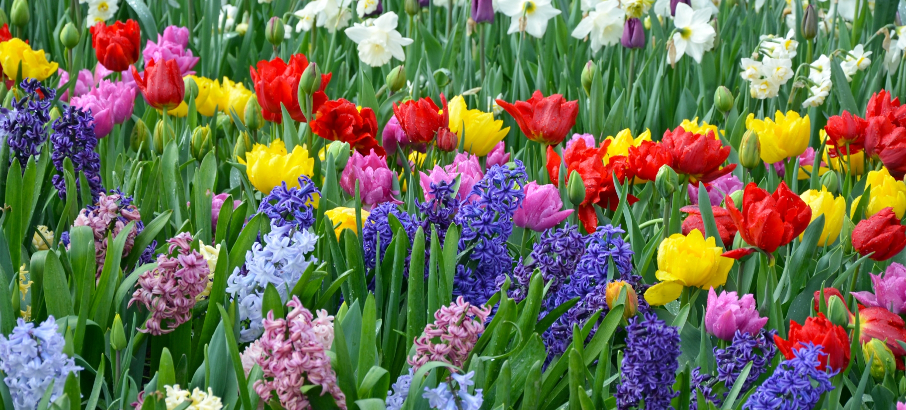 Fall Bulbs Plant Now for Spring Colour! Belgian Nursery
