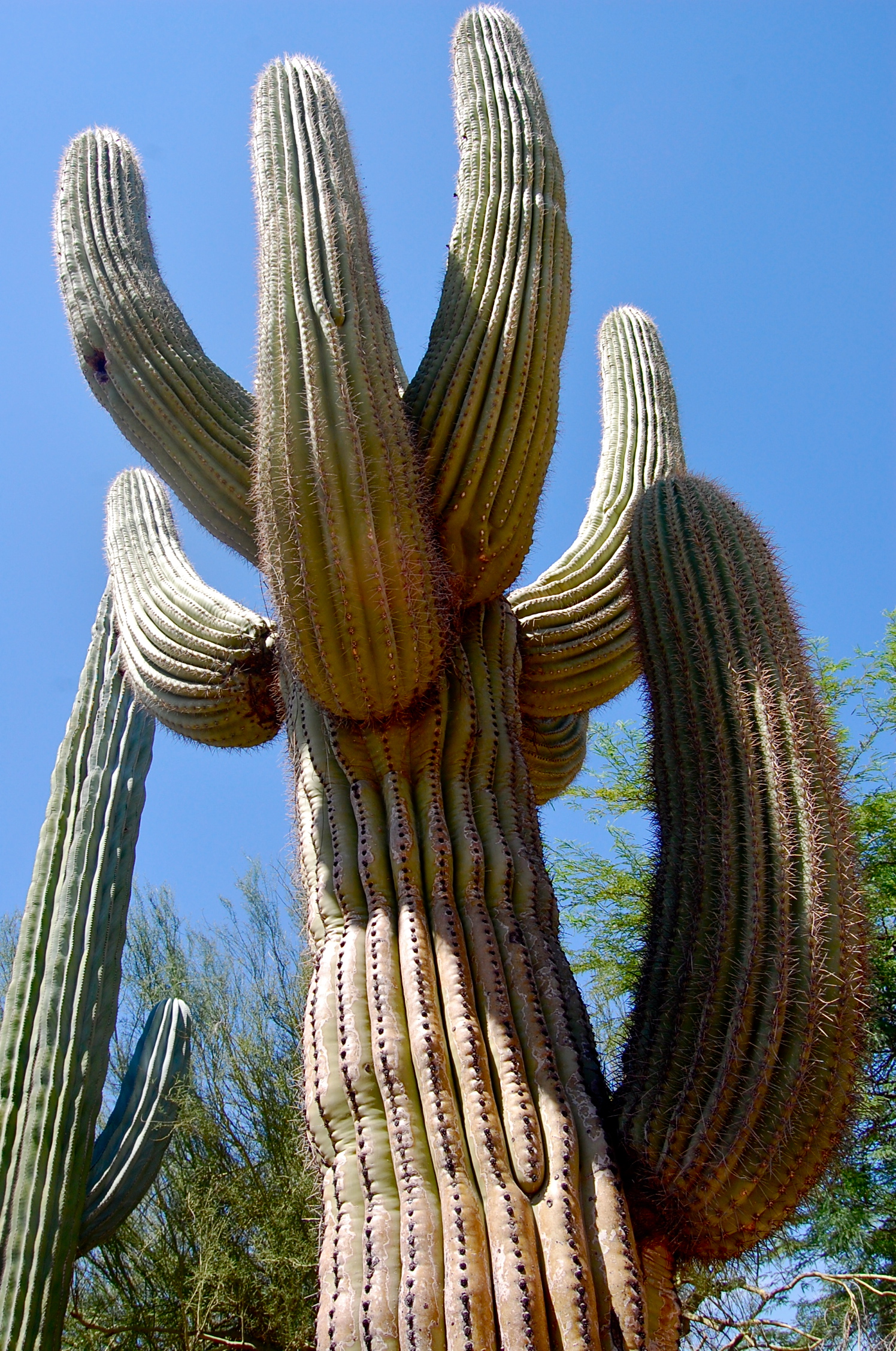 Desert Flower [Phoenix, AZ, USA] Belinda Chiu