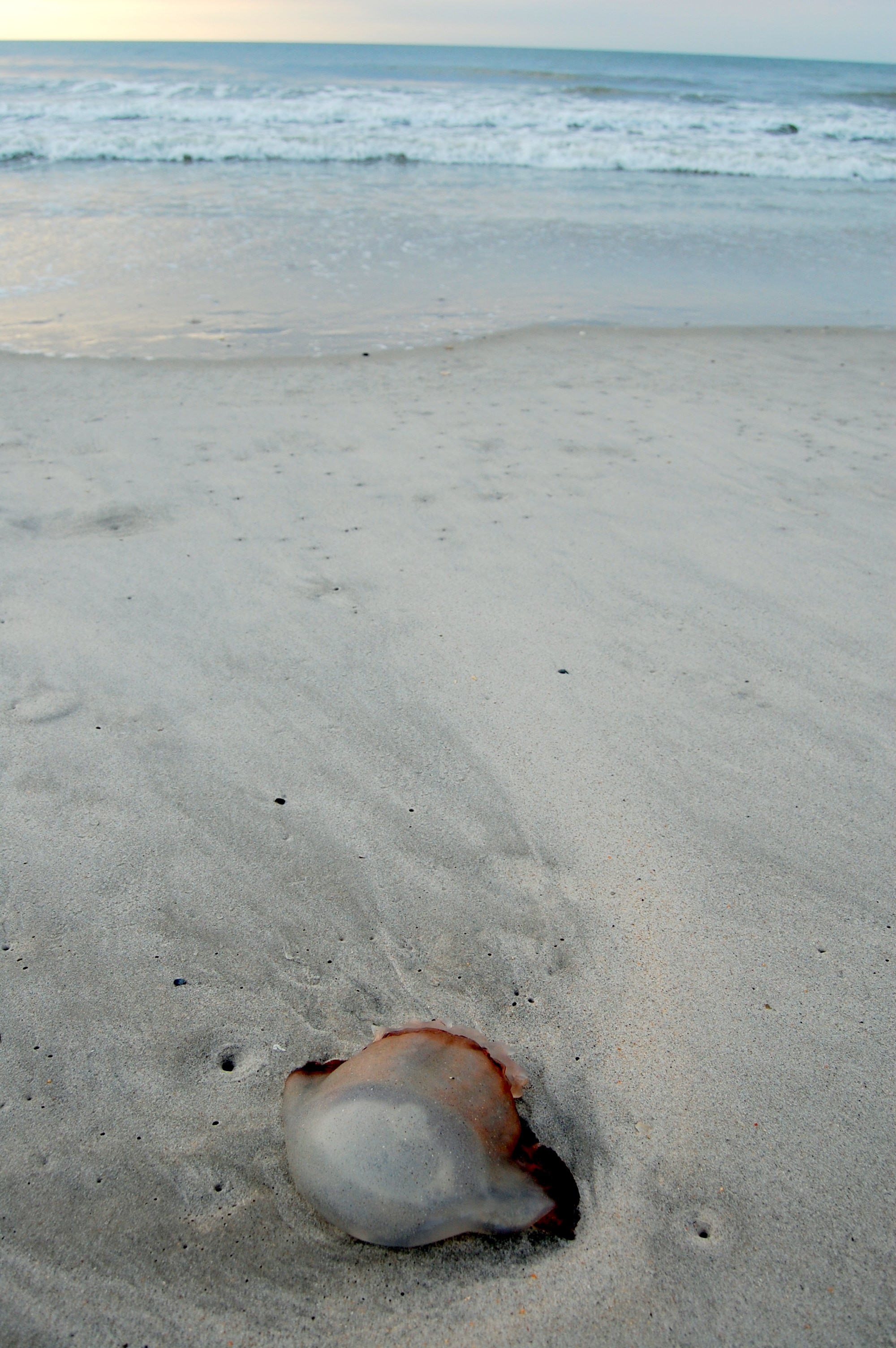 Jellyfish at Dawn [Wilmington, NC, USA Belinda Chiu