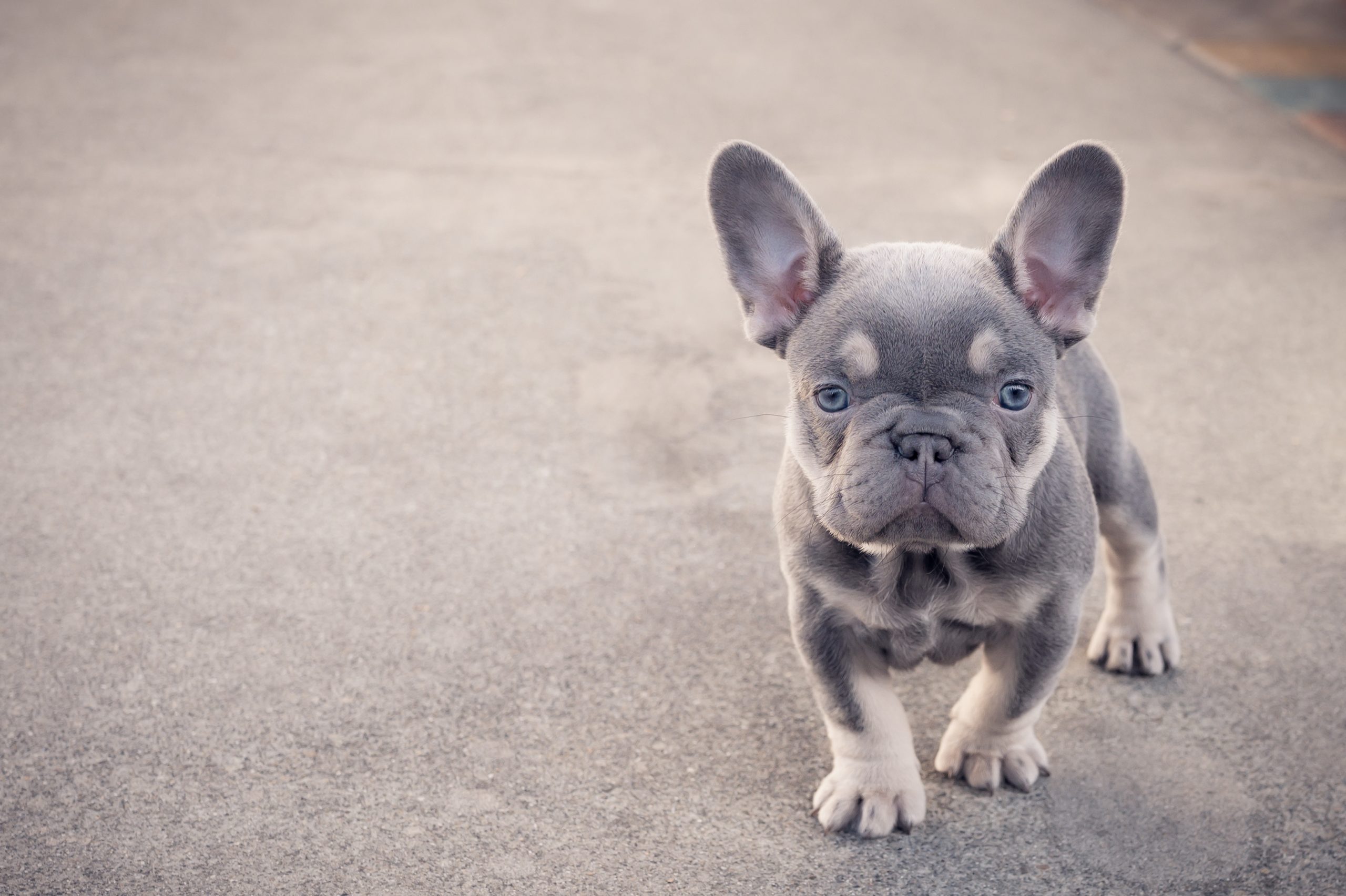 French Bulldog Diet Health Problems Best Food for Frenchies
