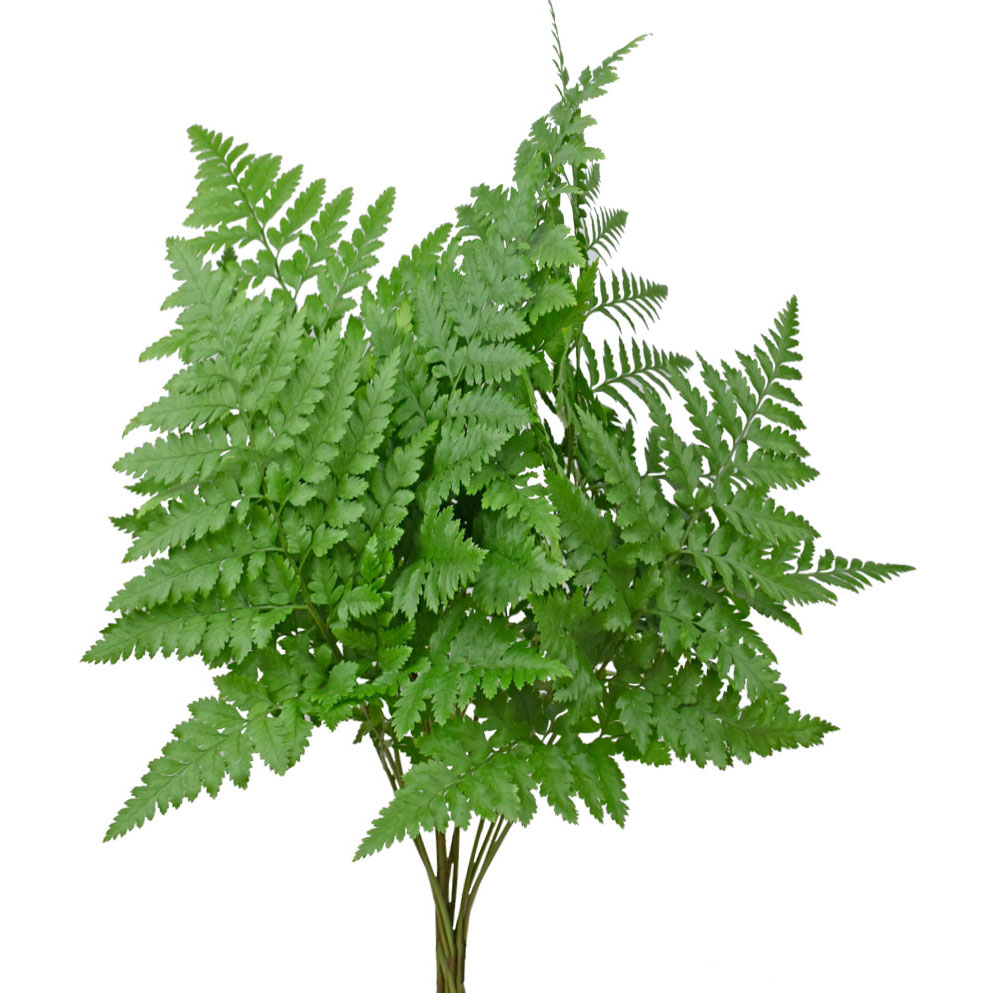 Leather Leaf Bellaflor Group Ecuador