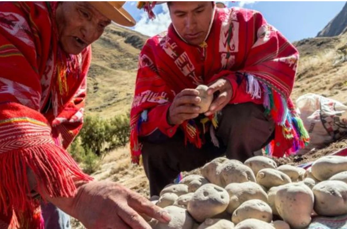 Chuño, el secreto milenario de los Andes para lograr que una papa dure