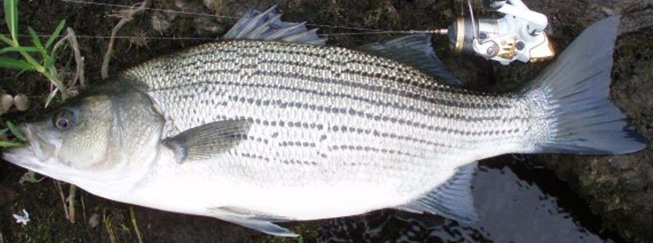 Species Profile Morone chrysops x Morone saxatilis Hybrid Striped