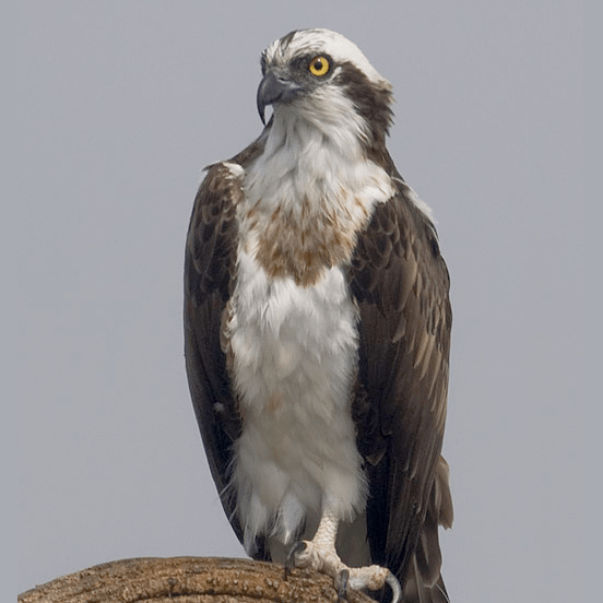 Species Profile Pandion haliaetus Osprey » Bella Vista Property