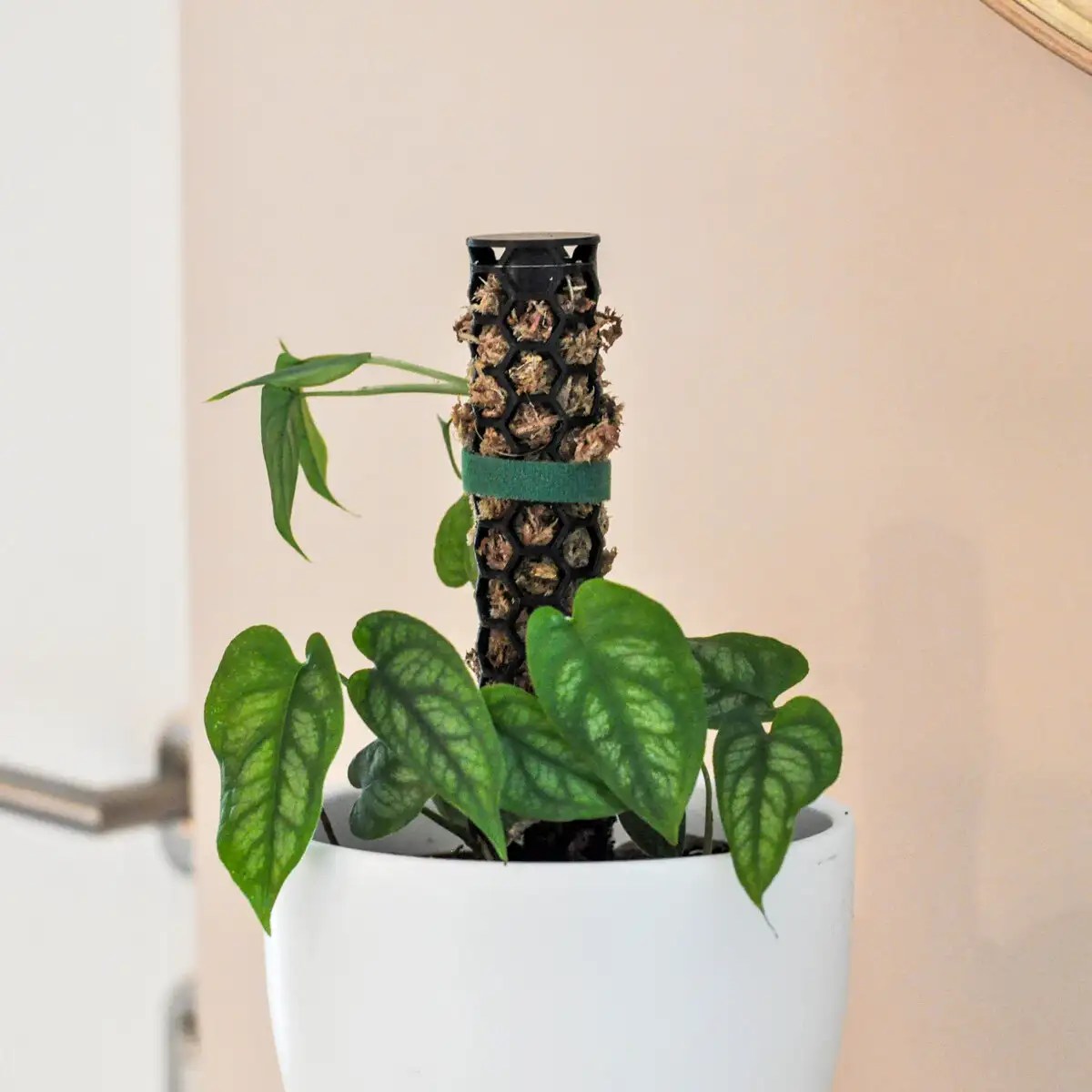 What are Moss Poles and how to use them? Belleity