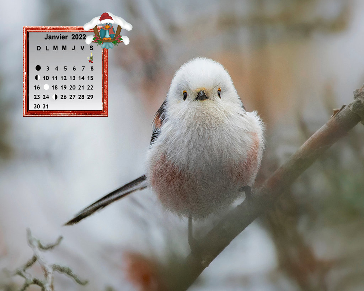 Fond Ecran Calendrier Janvier 2023 Fonds D'écran – Calendriers-Janvier-2022 – Belle Picotine