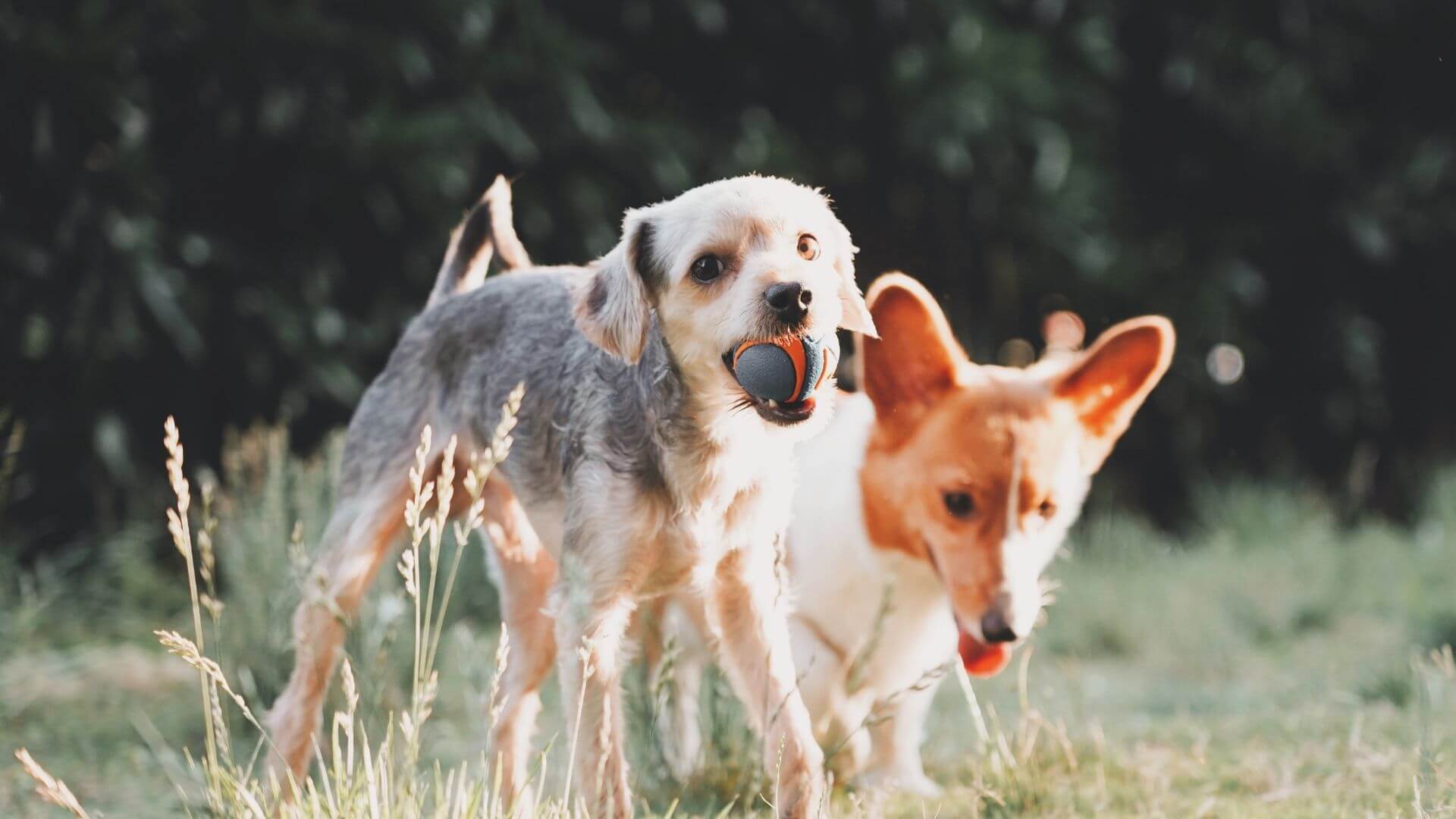 Library Belle Plaine Animal Hospital