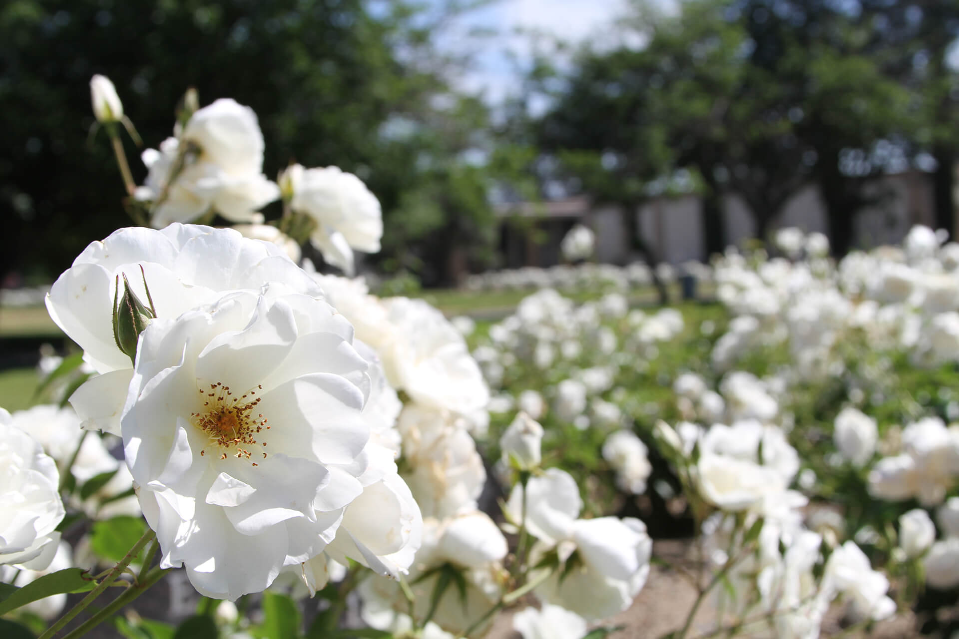 Cemetery Property Bellevue Memorial Park