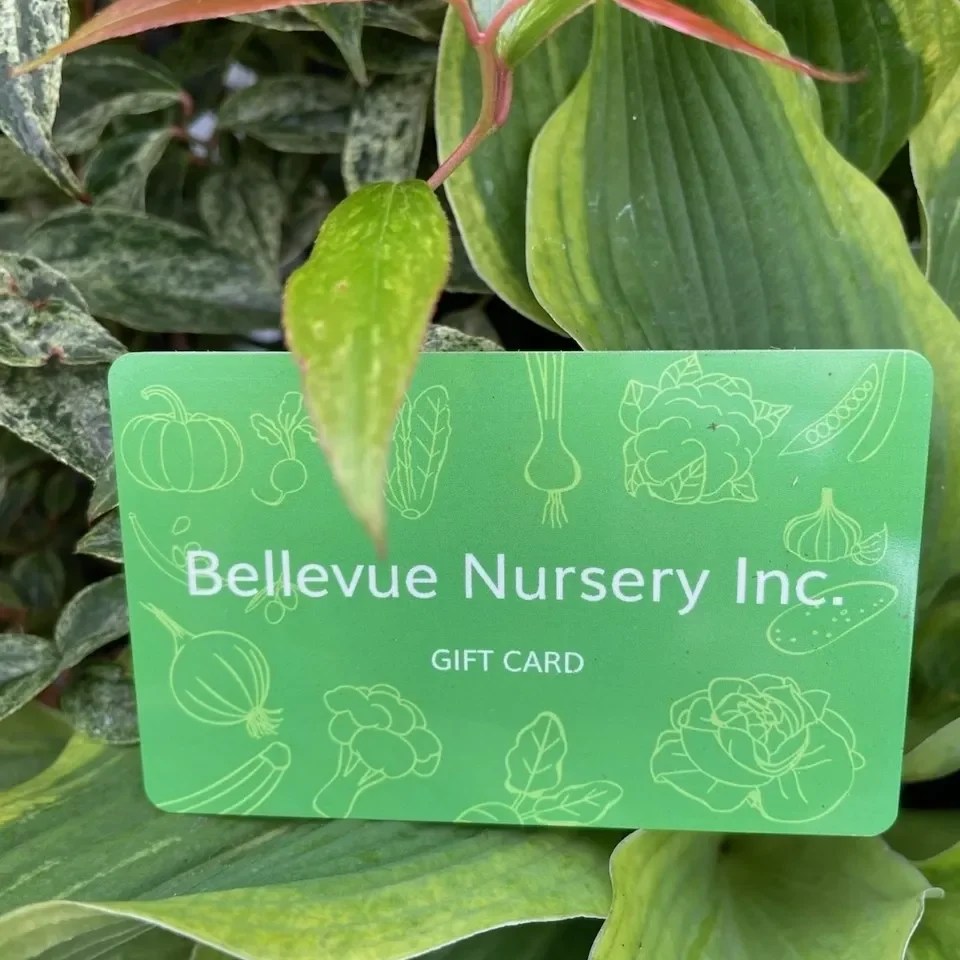 Plant Nursery in Bellevue, WA Bellevue Nursery