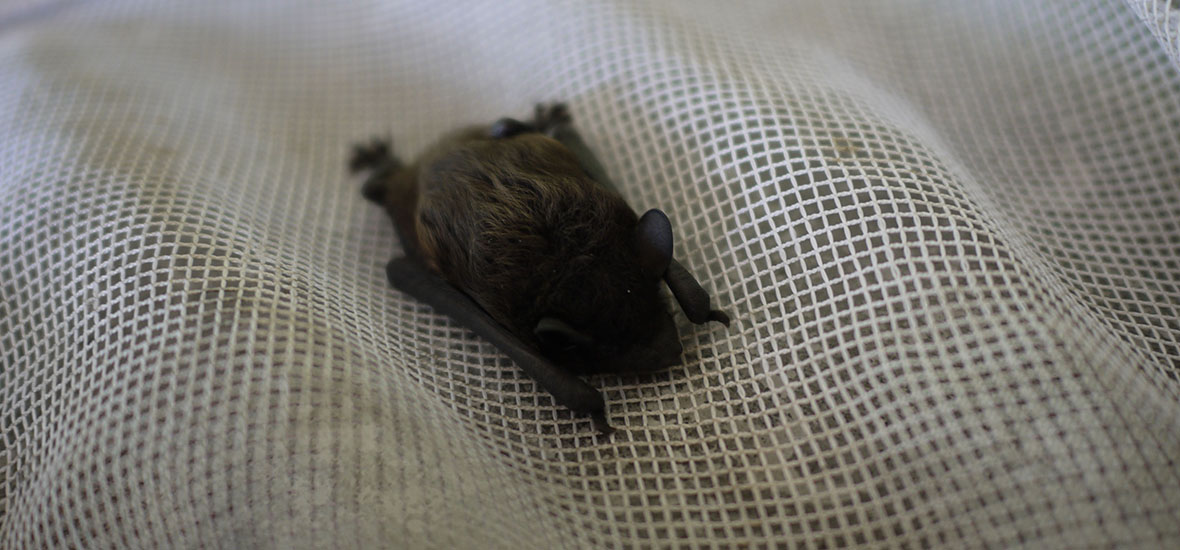 Tons of Bat Damage? Learn if Your Bellevue Home Insurance Policy Will