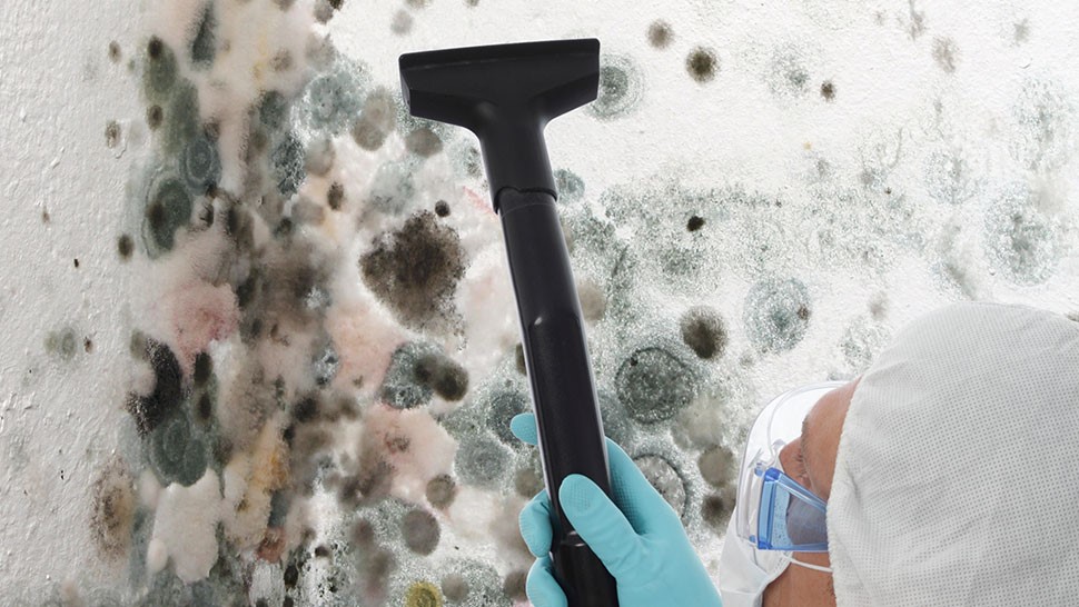 Choosing A Mold Removal Service In Wisconsin A Homeowner's Guide