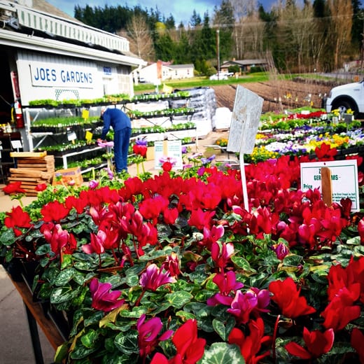 Get Ready for Spring Gardening at Joe's Gardens in Bellingham
