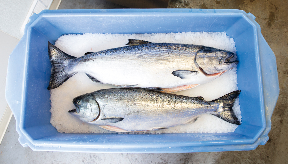 Skagit Surprise Fresh Fish to Eat and Take Home Bellingham Alive