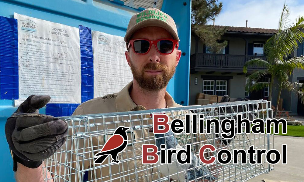 Bellingham Bird Control