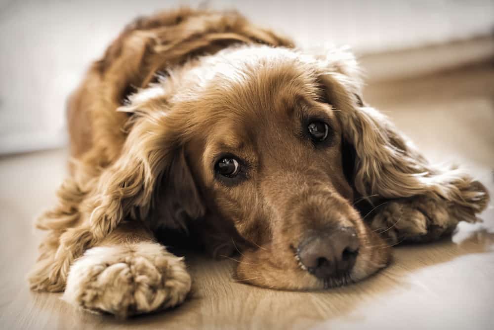 Struvitsteine beim Hund unangenehm und schmerzhaft