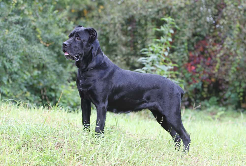 Cane Corso Charakter Haltugn Pflege