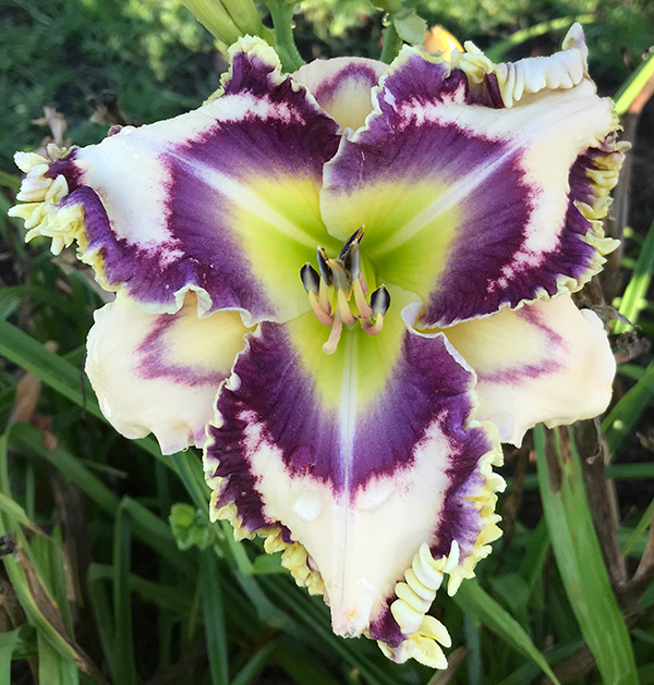 Bell's Daylily Garden