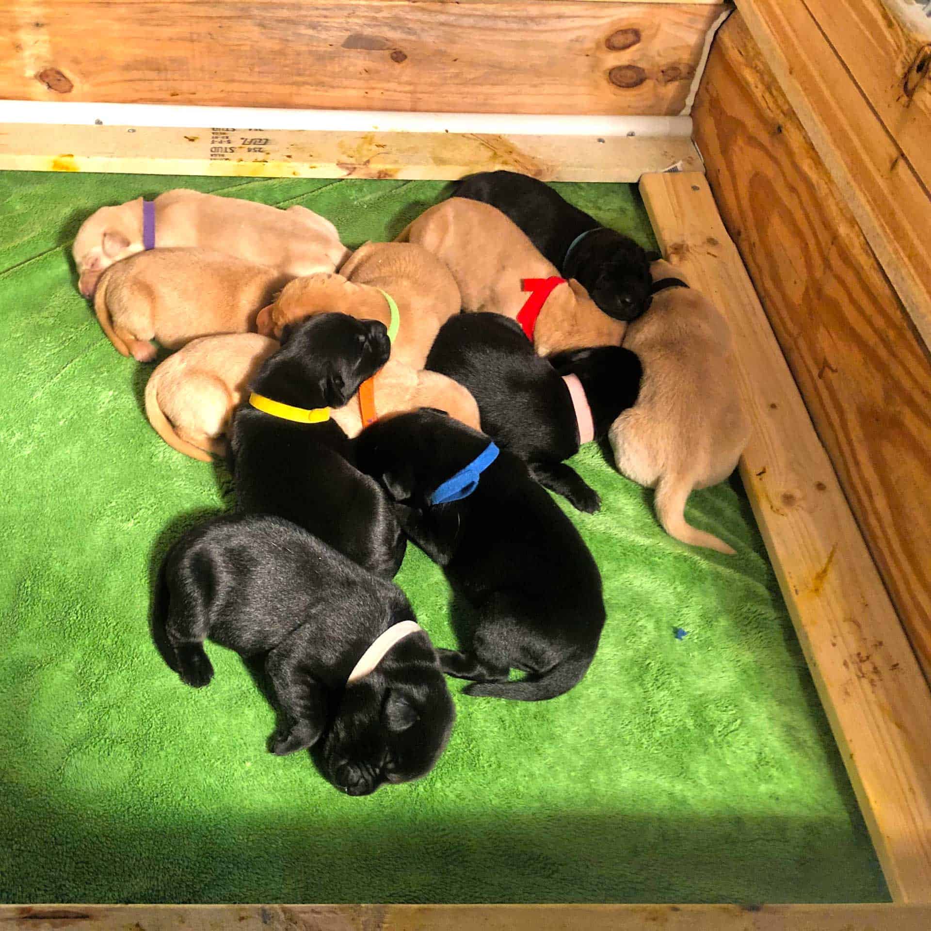 Purebred Labrador Retriever Puppies Bell's Labradors