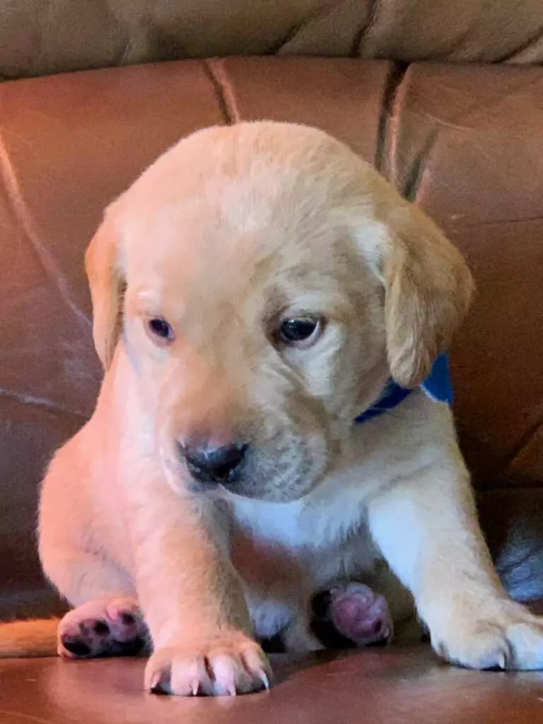 Bell's Labradors Purebred Labrador Retrievers