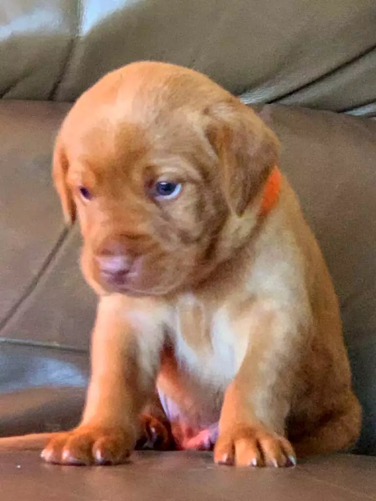 Bell's Labradors Purebred Labrador Retrievers