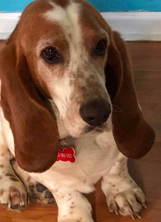 Home Belly Rubs Basset Rescue