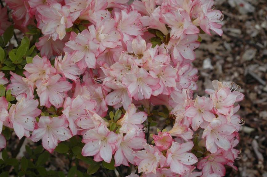 Rhododendron (Japanese Azalea Group) 'Roehr's Peggy Ann' Belmonte