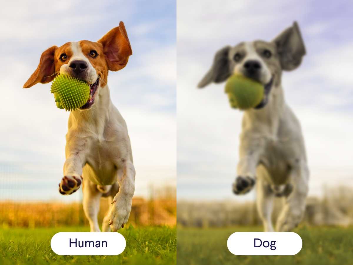 Dog Vision Compared To Human Vision