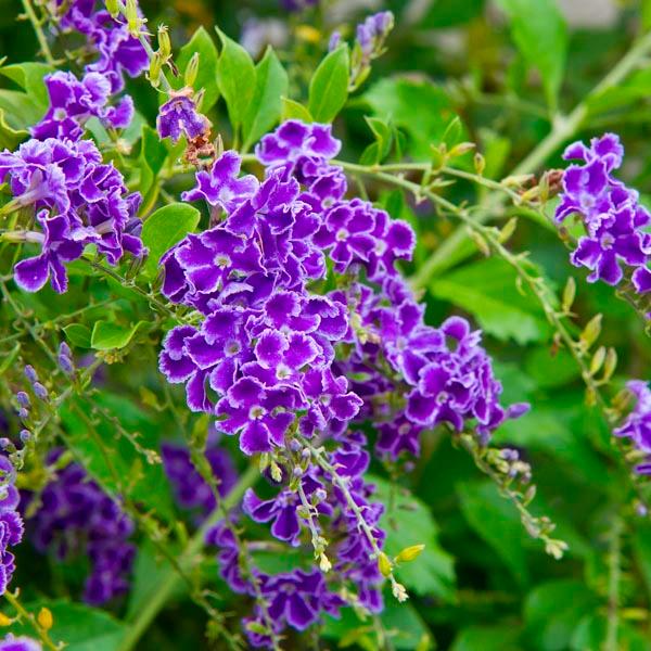 Duranta erecta 'Sweet Memories' Purple Sky Flower from Belmont Nursery