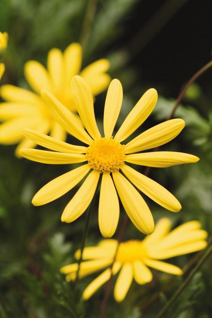 Euryops pectinatus 'Viridis' Golden Daisy Bush from Belmont Nursery