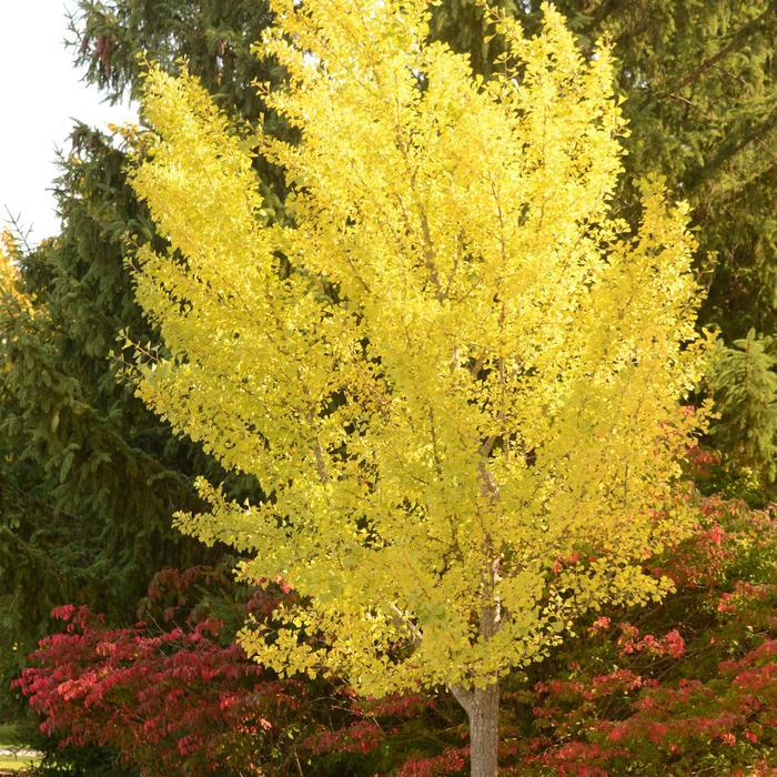 Ginkgo biloba 'Autumn Gold' Ginkgo from Belmont Nursery