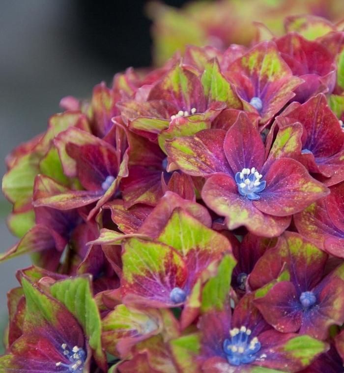 Hydrangea macrophylla 'Pistachio' Pistachio Hydrangea from Belmont Nursery