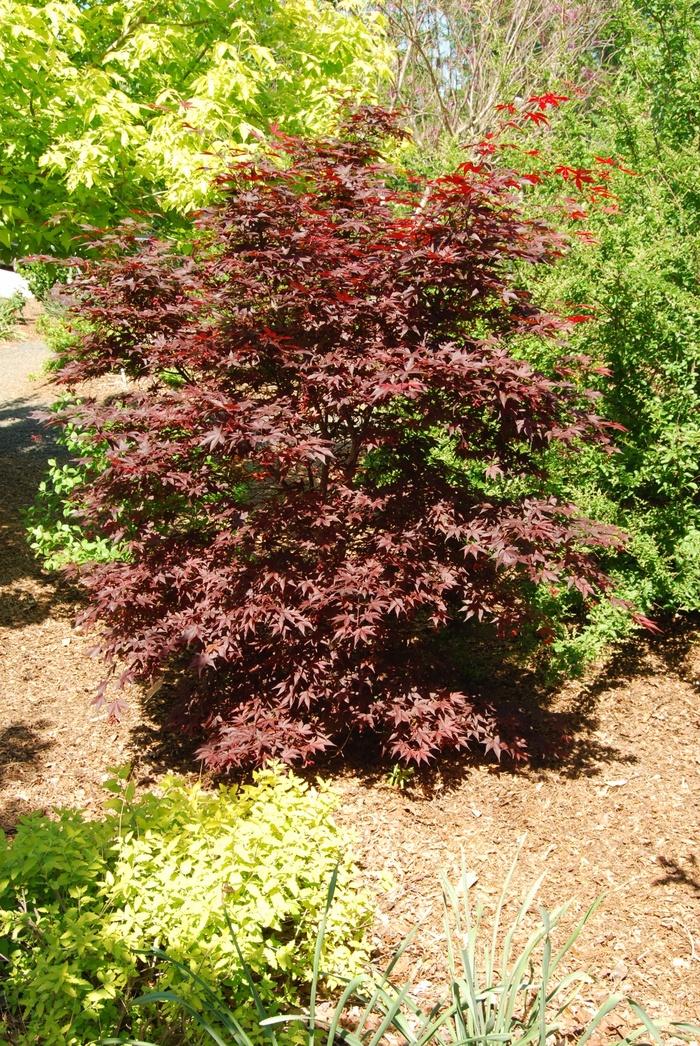 Acer palmatum 'Hefner's Red' Japanese Maple from Belmont Nursery