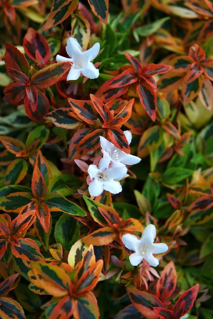 Abelia x grandiflora 'Kaleidoscope' Glossy Abelia from Belmont Nursery