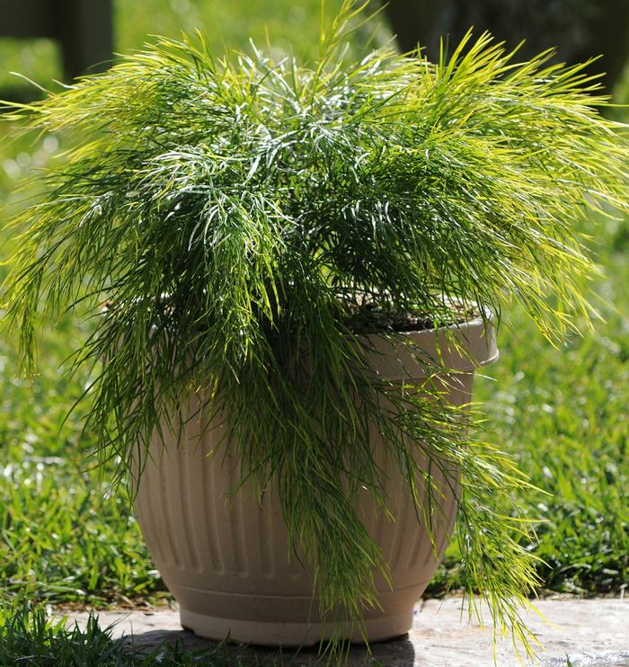 Acacia cognata 'Cousin Itt' River Wattle from Belmont Nursery