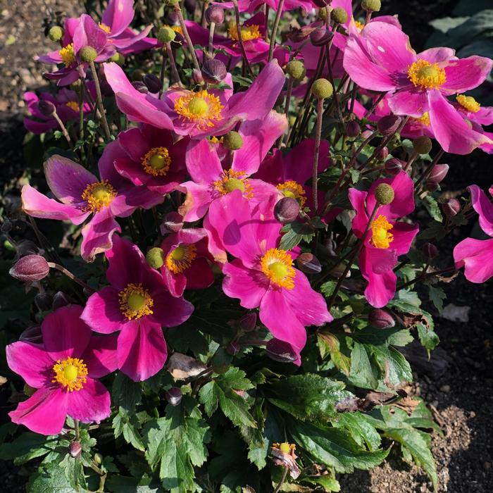 Anemone 'Red Riding Hood' from Belmont Nursery
