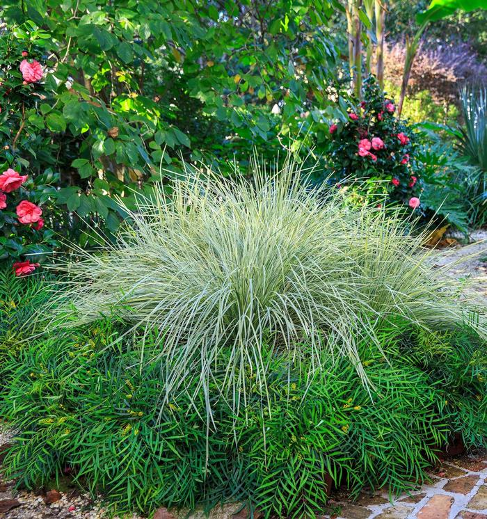 Lomandra longifolia 'Platinum Beauty™' Mat Rush from Belmont Nursery