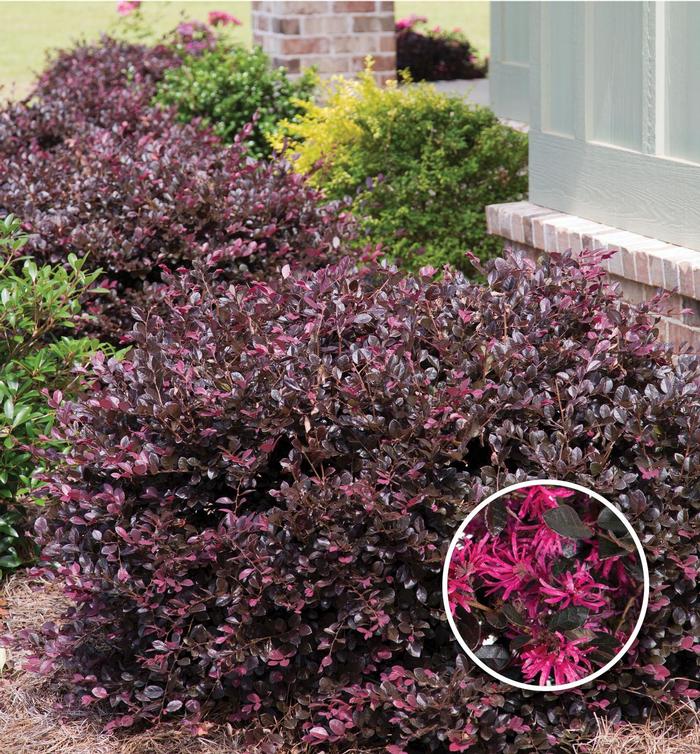 Loropetalum chinense 'Purple Diamond®' Chinese FringeFlower from