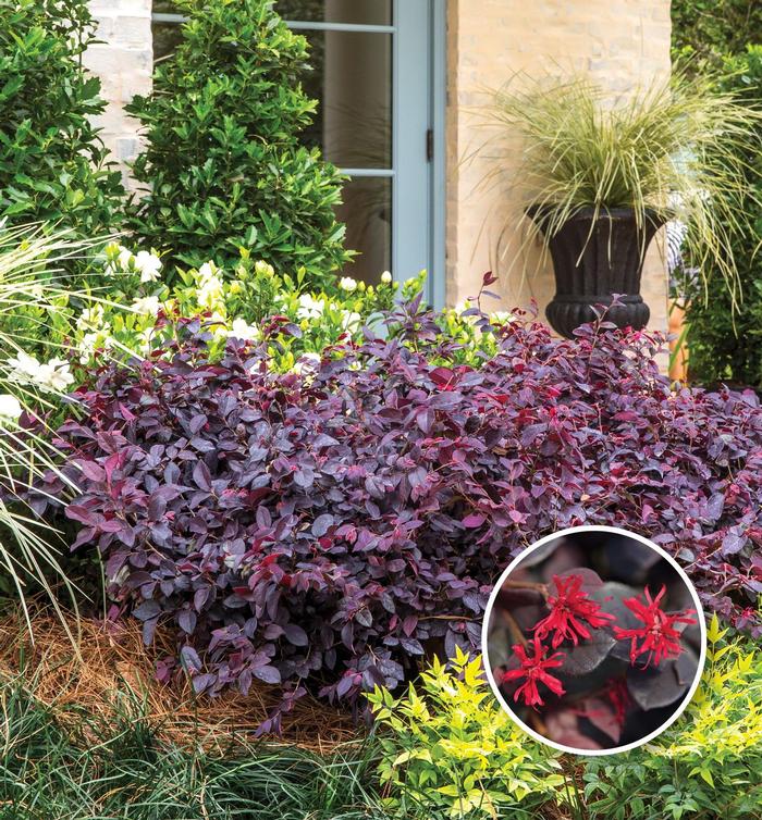 Loropetalum chinense 'Red Diamond™' Chinese Fringe Flower from Belmont