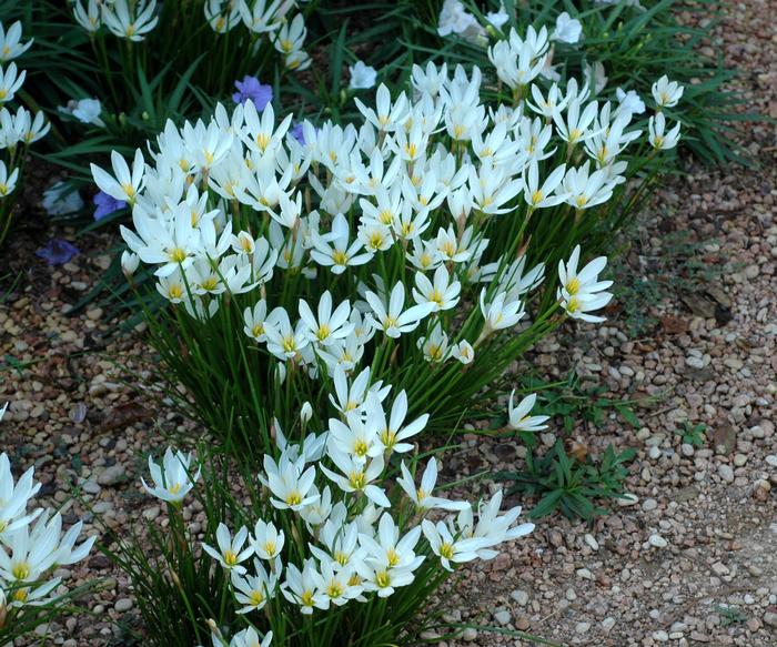 Zephyranthes candida Rain Lily from Belmont Nursery