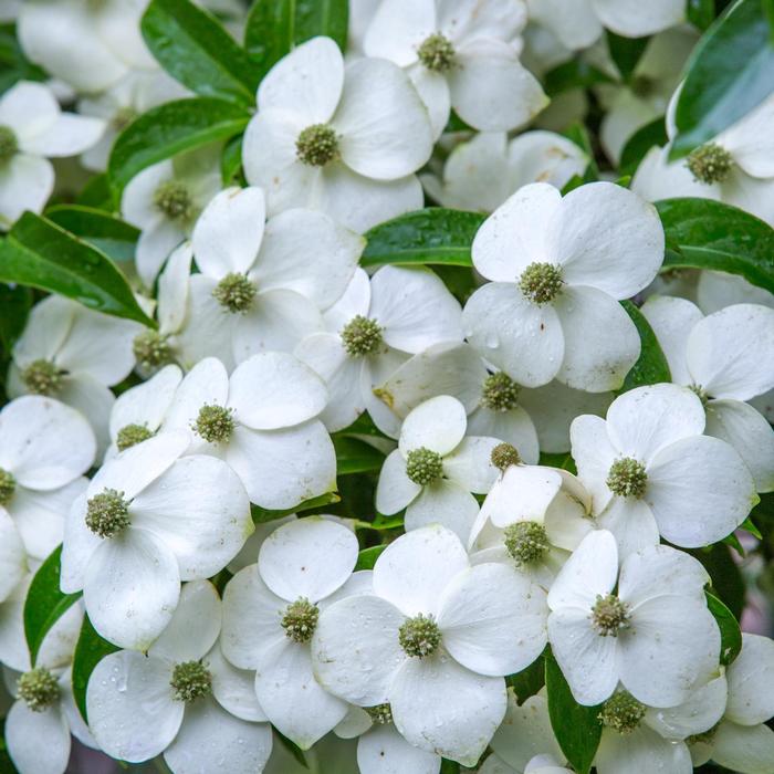 Cornus angustata 'Empress of China®' Dogwood from Belmont Nursery