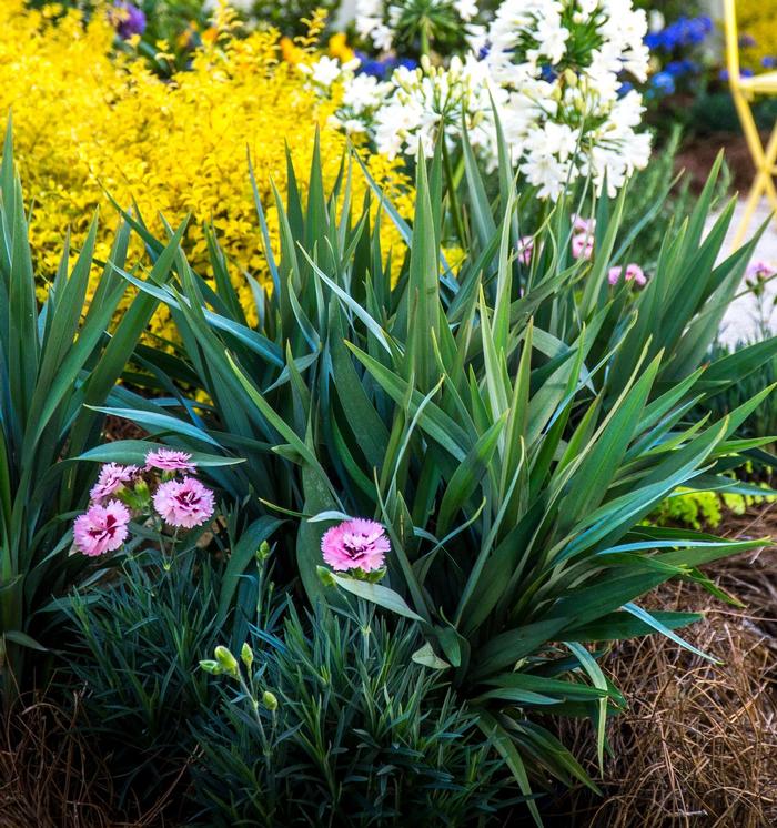 Dianella 'Clarity Blue™' Dianella from Belmont Nursery