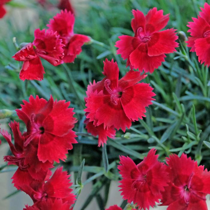 Dianthus 'Fire Star Improved' Maiden Pink from Belmont Nursery