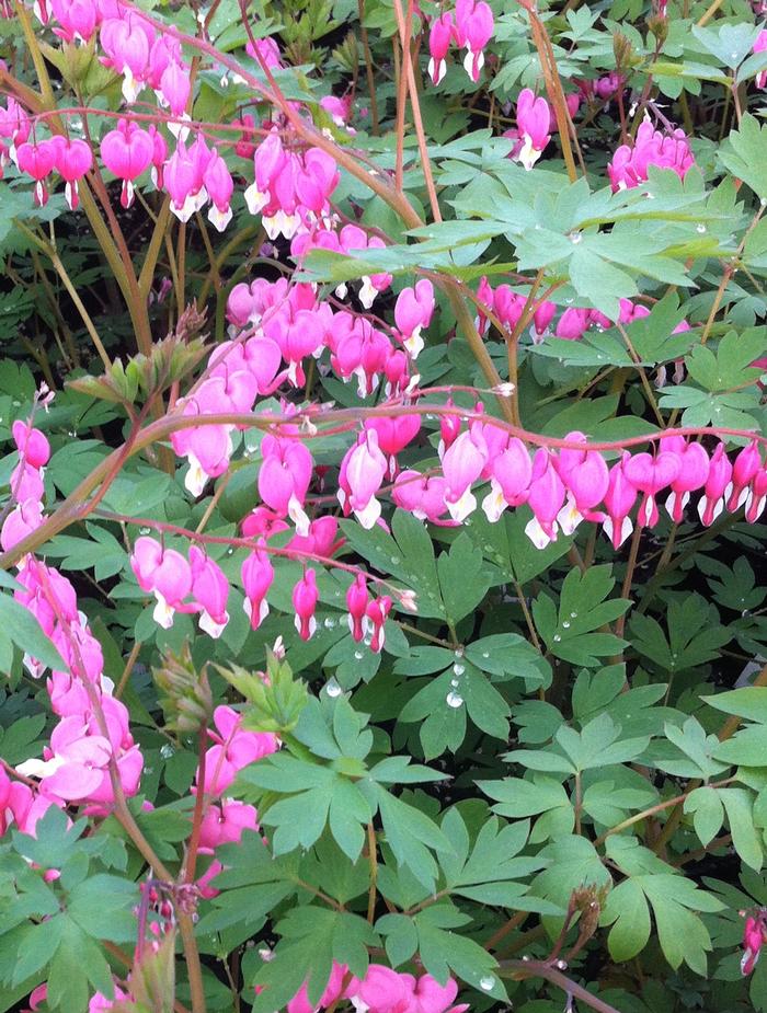 Dicentra spectabilis Bleeding Heart from Belmont Nursery
