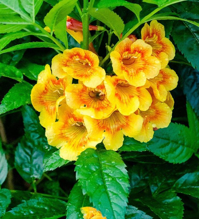 stans 'Sparklette' Esperanza from Belmont Nursery