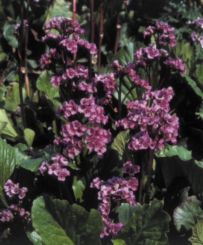 Bergenia cordifolia 'Red Beauty' Pig Squeak from Belmont Nursery