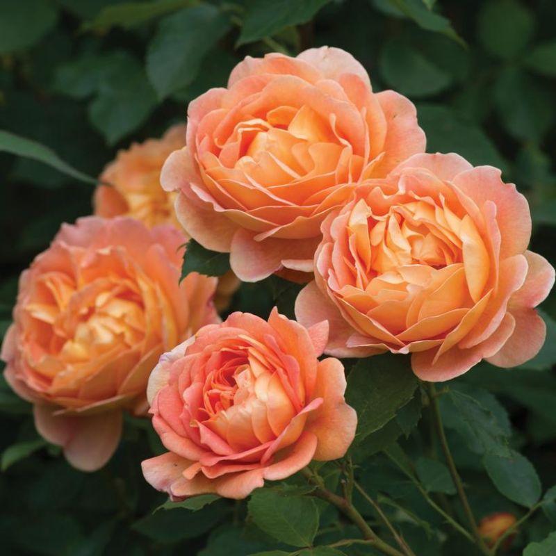 Rosa 'Lady of Shalott' David Austin Rose from Belmont Nursery