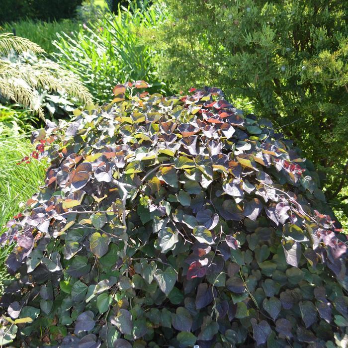 Cercis canadensis 'Ruby Falls' Weeping Redbud from Belmont Nursery