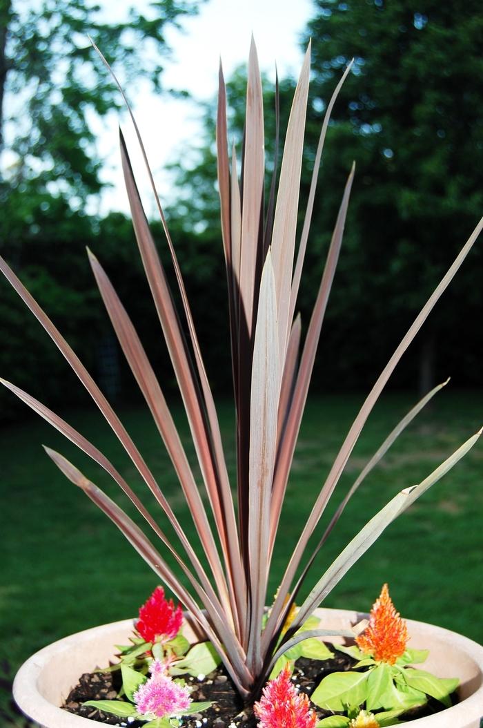 Cordyline australis 'Red Star' Red Star Cordyline from Belmont Nursery